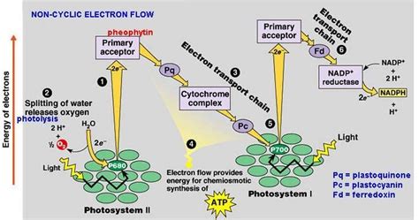 non-cyclic-photophosphorylation | Online Biochemistry Notes