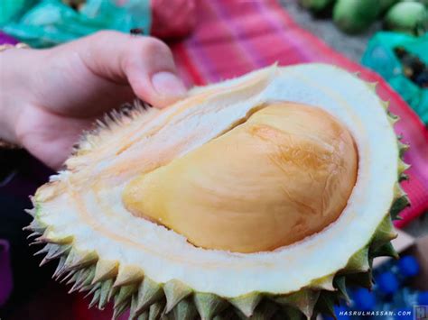 Tips Untuk Mengenali Durian Duri Hitam Asal Dari Penang