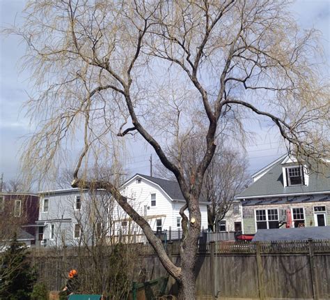 Weeping Willow - After Tree Pruning - Solid Tree Care