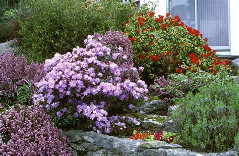 Flowering Shrubs For Full Sun Uk / Common Flowering Shrubs For Zone 9 - Picking Shrubs That ...