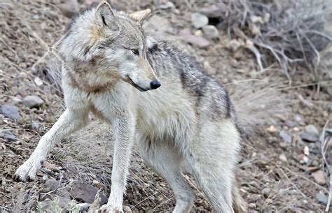 Activists Enter Yellowstone to Protest Extralegal Wolf Hunt