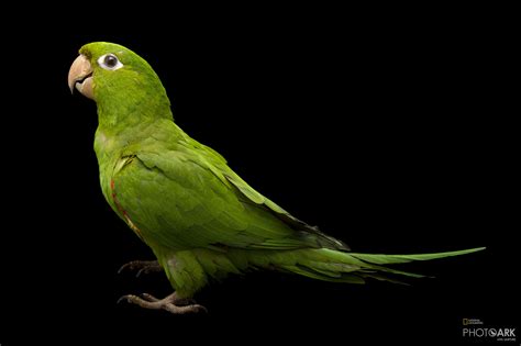 Photo Ark Home Hispaniolan Parakeet | National Geographic Society ...