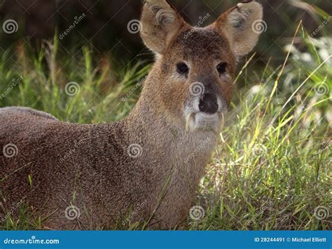 Fanged Deer stock image. Image of forest, grass, fanged - 28244491