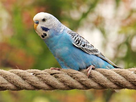 Everything You Need to Know about Having Budgies as Pets | UK Pets