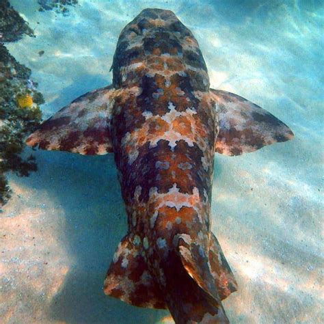 wobbegong shark | Deep sea creatures, Ocean creatures, Shark