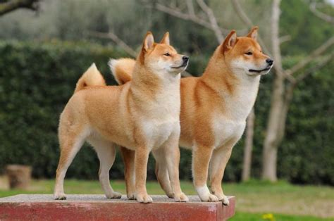 Kishu Ken: Everything You Need to Know - PetTime