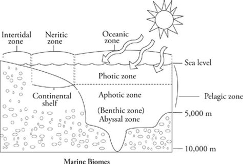 Photic vs. Aphotic Zones