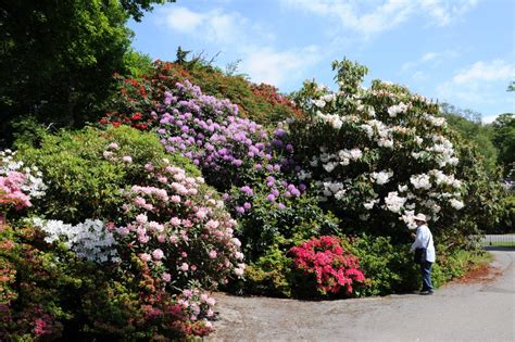 Ravenglass - Muncaster Castle and Gardens - the Gardens - Visit Cumbria