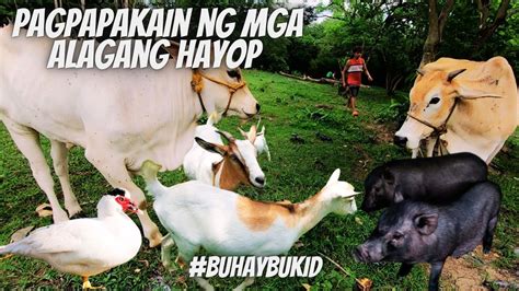 BUHAY BUKID | Pagpapastol at pagpapakain ng mga alagang hayop -Baboy ...