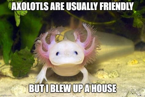 axolotl Memes & GIFs - Imgflip