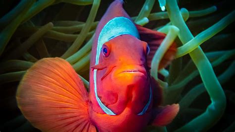 Scuba Diving Bunaken Sulawesi | My Mola