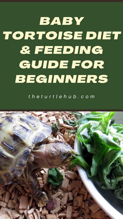 Baby Tortoise Diet & Feeding Guide For Beginners | Baby tortoise ...