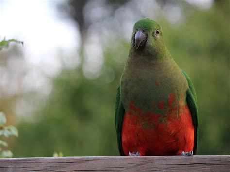 Female King Parrots (Male vs Female Identification Guide) | Birdfact