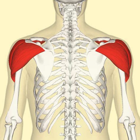 Deltoid: lateral third of clavicle, acromion , spine of scapula (origin) deltoid tuberosity ...