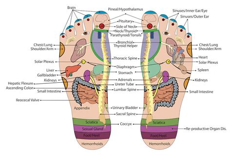 Foot Massage Pressure Points - Reflexology