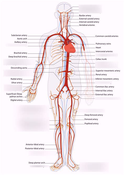 Arterial System Diagram | Quizlet