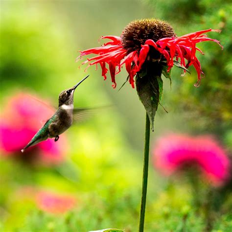 How to Create the Ultimate Hummingbird Habitat in Your Backyard | Family Handyman