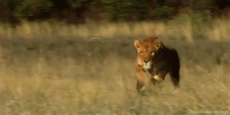 Tiger Running GIF - Tiger Running - Discover & Share GIFs