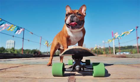 How to Teach Your Dog to Skateboard in 7 Steps – Dogster