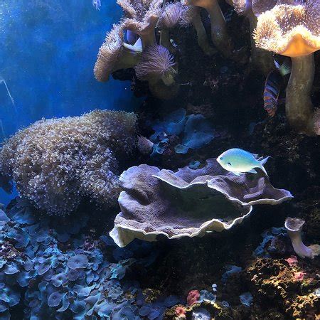 Waikiki Aquarium (Honolulu) - 2018 All You Need to Know Before You Go (with Photos) - TripAdvisor