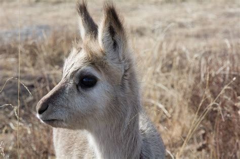 Tibetan Plateau Wildlife, around the Norlha Atelier, Ritoma