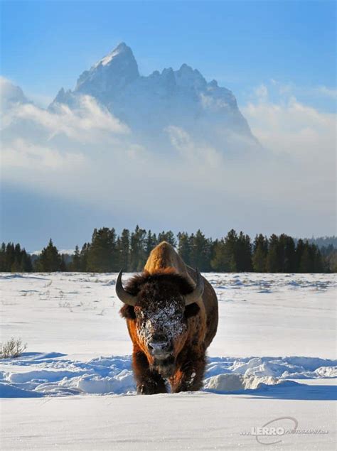 Grand Teton Photography Workshop