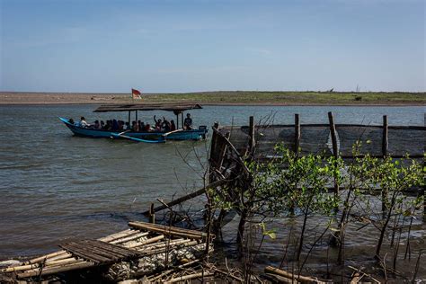 Photo: Mangrove trees still standing tall after storm - The Jakarta Post