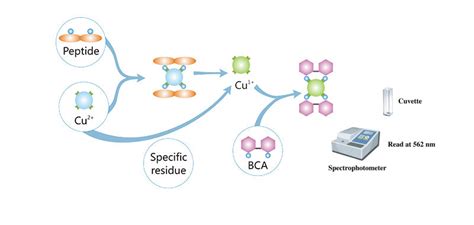 Bicinchoninic Acid (BCA) Protein Assay Kit – GenDEPOT