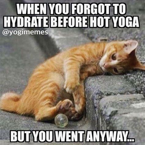 Funny Yoga Cat Memes - Cat Mania