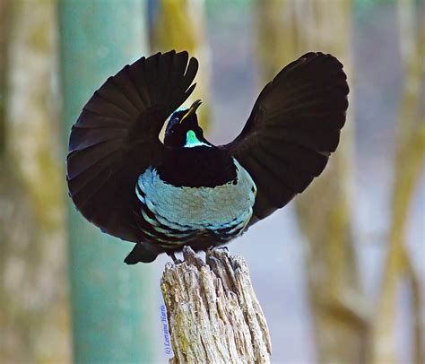 Victoria's riflebird - Alchetron, The Free Social Encyclopedia