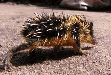 Lowland Streaked Tenrec l Astounding - Our Breathing Planet