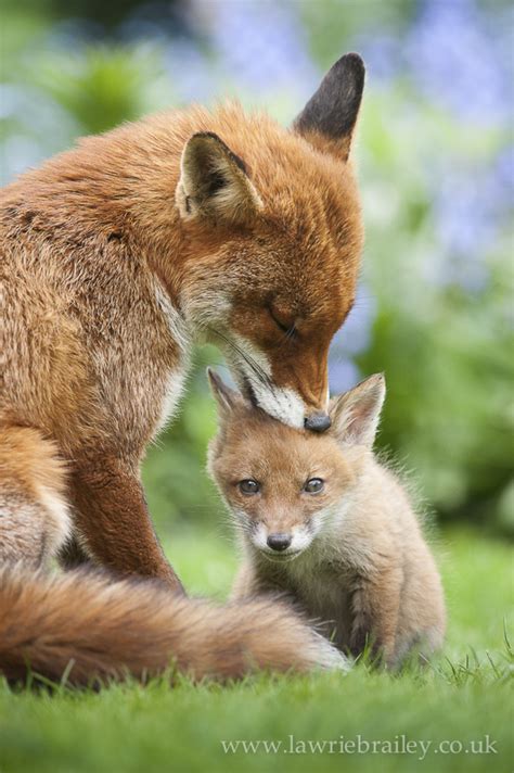 How to Photograph Foxes | Nature TTL