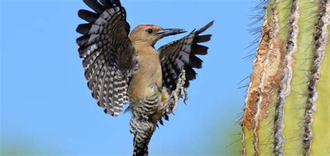 The Gila Woodpecker | Critter Science