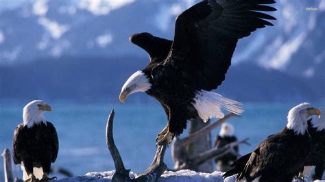 Bald Eagle HD Wallpapers - Top Free Bald Eagle HD Backgrounds - WallpaperAccess