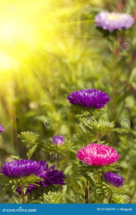 Asters autumn flowers stock image. Image of nature, autumn - 21160791