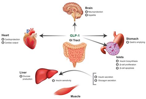 What are the Advantages of Taking GLP's for Diabetes?