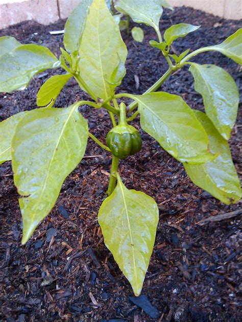 Baby bell pepper plant in my organic garden | This is the fi… | Flickr