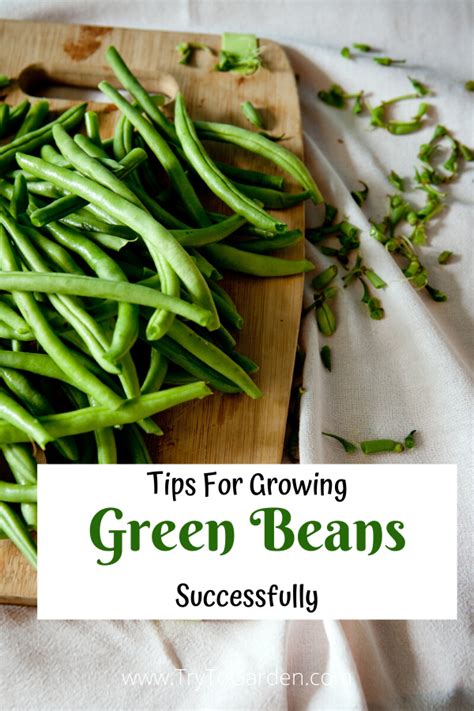 Growing Beans - The Basics