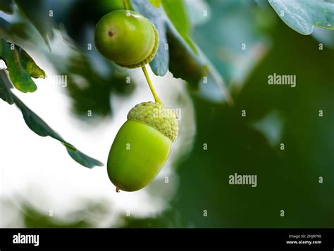 English oak acorns close-up. Quercus robur Stock Photo - Alamy