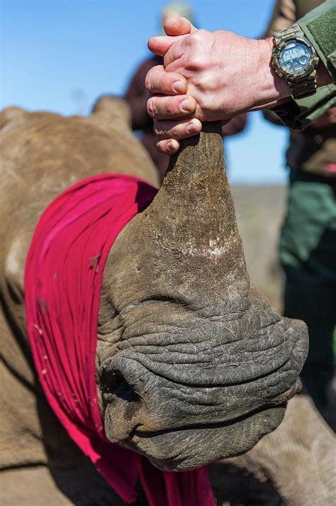 White Rhino Conservation Operation Photograph by Peter Chadwick - Fine ...