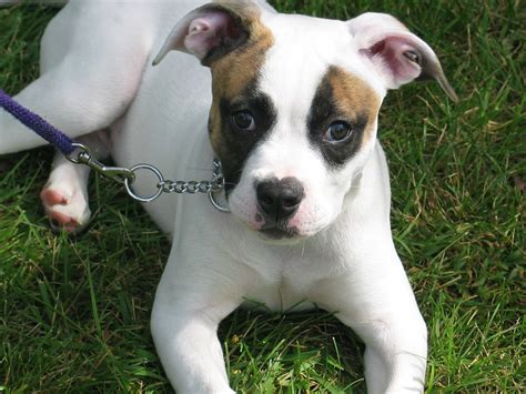 White American Bulldog puppy photo and wallpaper. Beautiful White American Bulldog puppy pictures