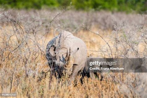 260 Black Rhino Calf Stock Photos, High-Res Pictures, and Images - Getty Images