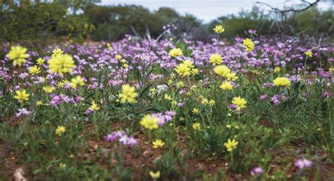 Wildflower Season in WA