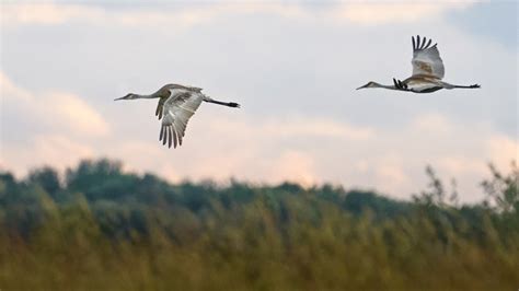 Tips for Filming Wildlife With Sony Alpha Cameras | Fstoppers