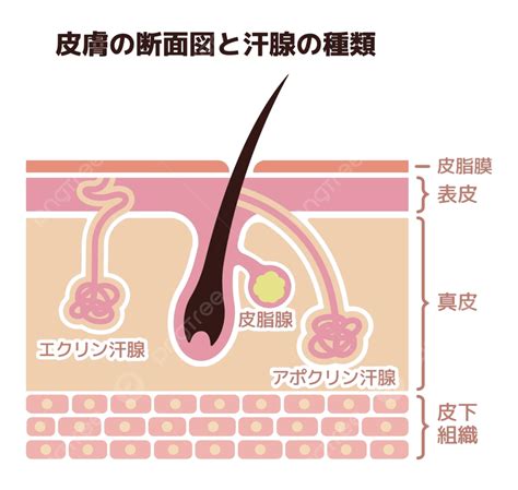 A Visual Depiction Of A Segment Of The Epidermis And Perspiration Glands In Vector Format Vector ...