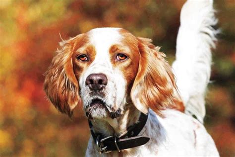 English Setter: Breed Profile - Gun Dog