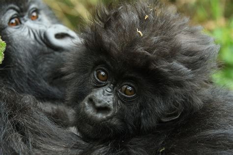 Volcanoes National Park – Visit Rwanda