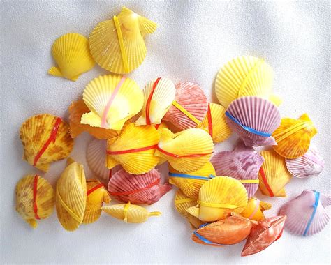 Beach Decor Scallop Shell Pairs, Nautical Decor Scallop Seashells Pair – Beach Grass Cottage ...