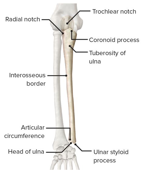 Anatomy Of The Forearm Bones - Abba Humananatomy