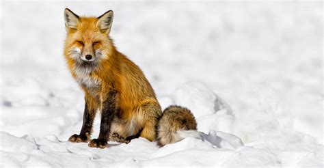 Yellowstone Wolf Photography Tour | Photo Expeditions